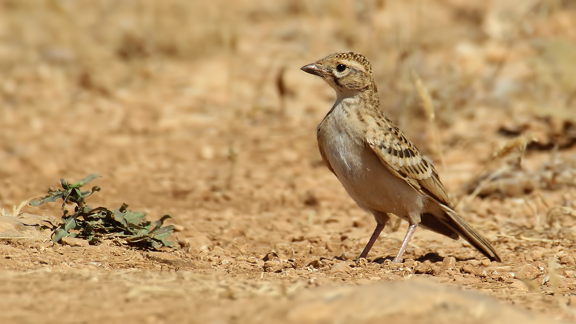 Greater Short-toed Lark